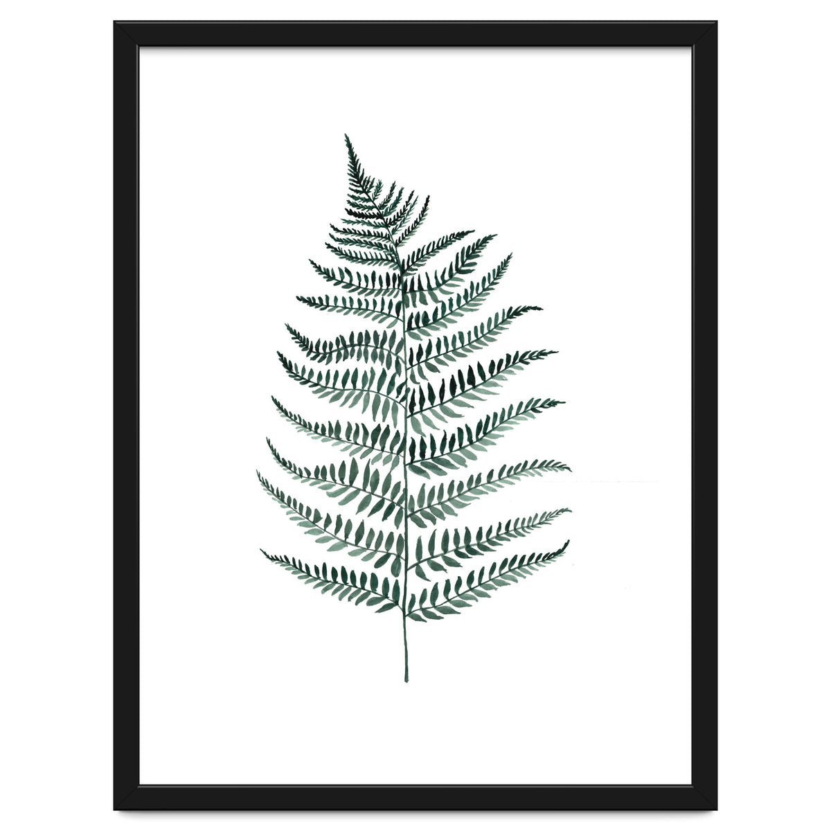 Botanical Illustration Silverfern