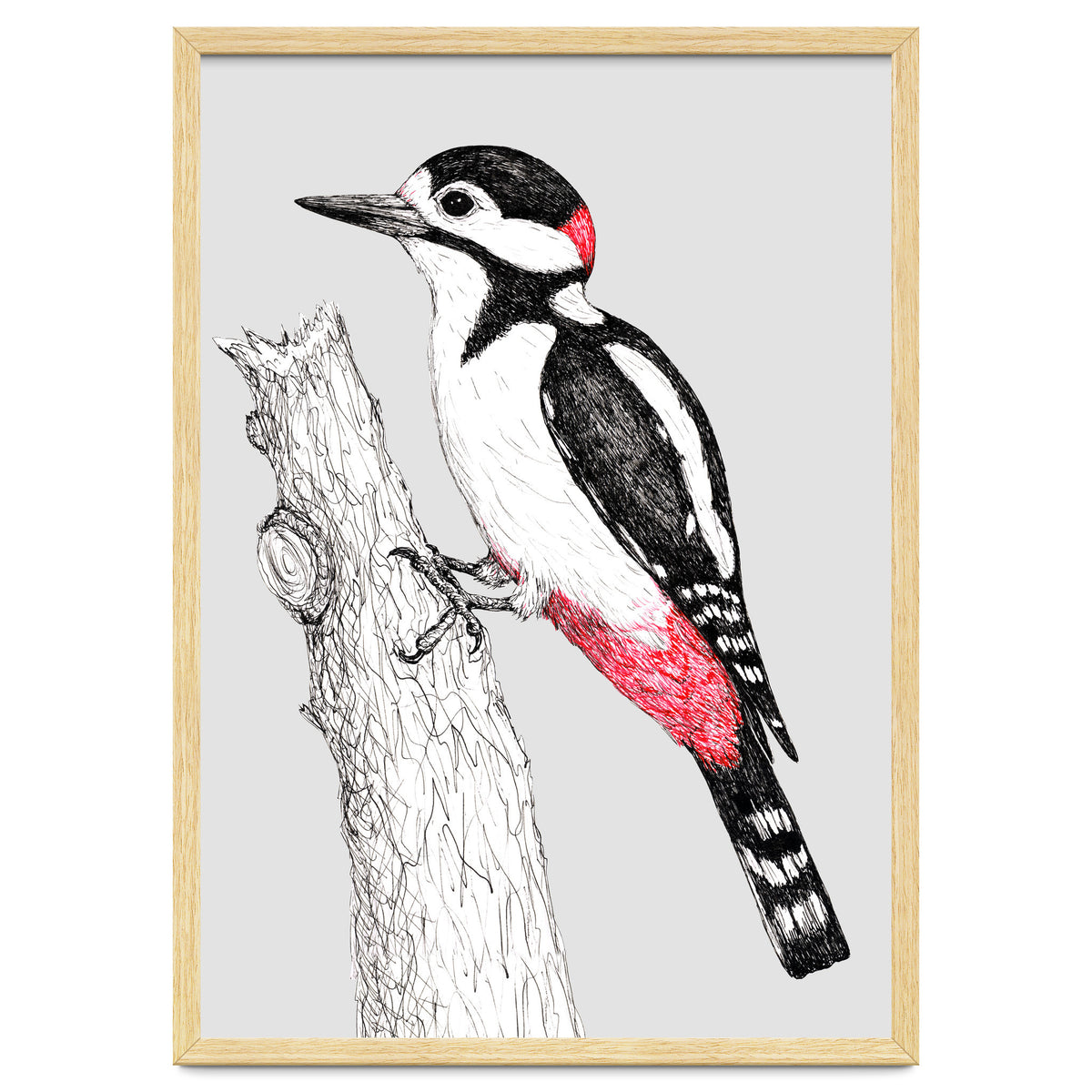 Great spotted woodpecker