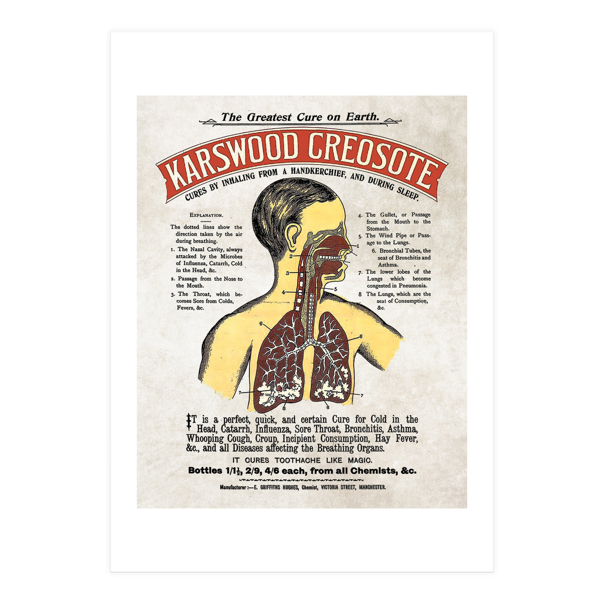 anatomy digestive system poster (Print Only)