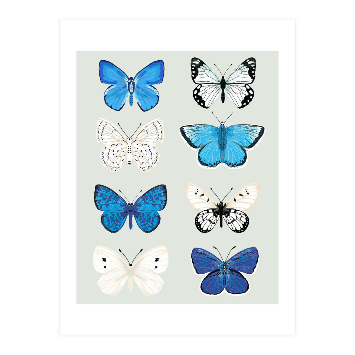 Lepidoptery Study No. 3 (Print Only)