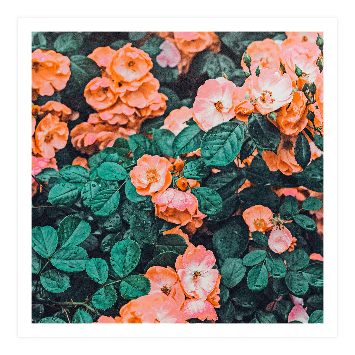 Vintage Blossom Ii (Print Only)