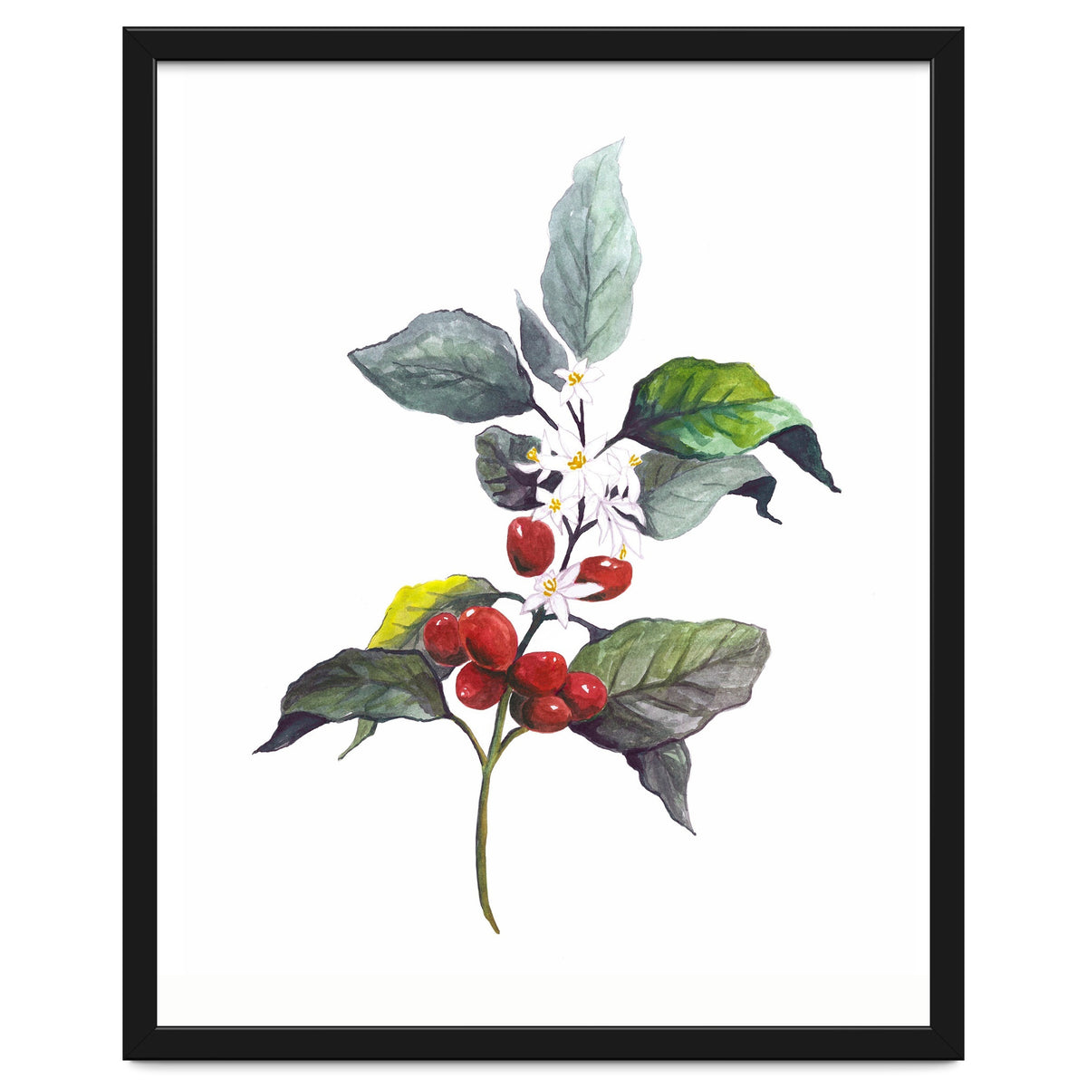 1 Botanical Illustration Kaffee Pflanze