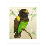 Meyer's parrot watercolor (Print Only) thumbnail