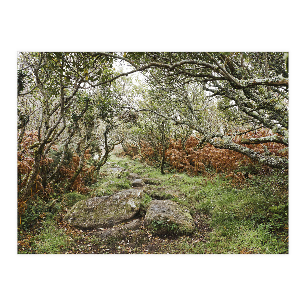 Undergrowth (Print Only)