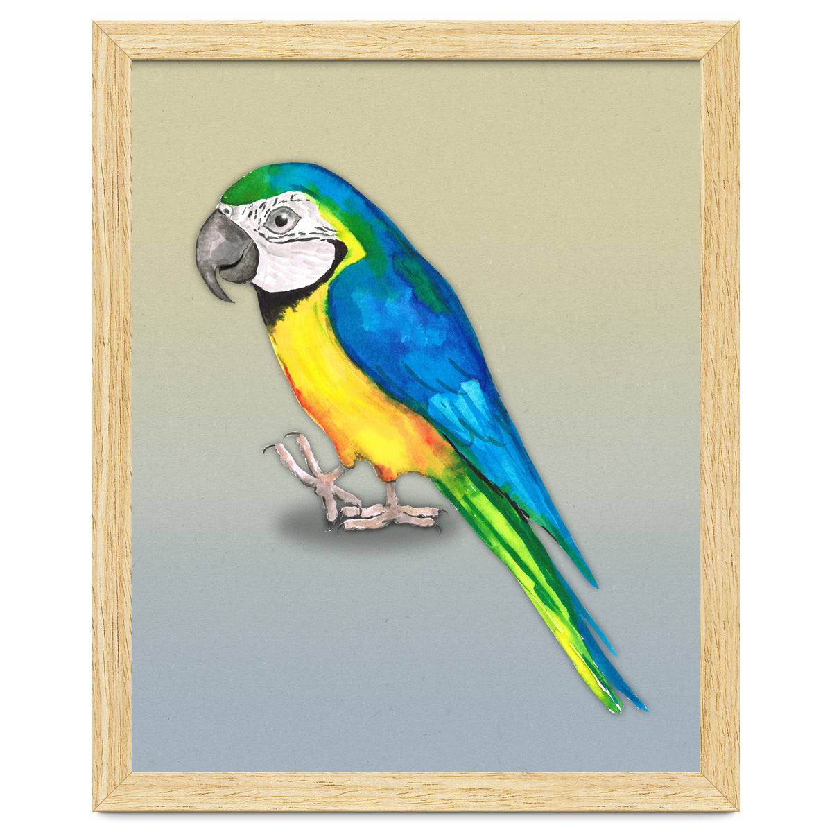 Blue and yellow macaw