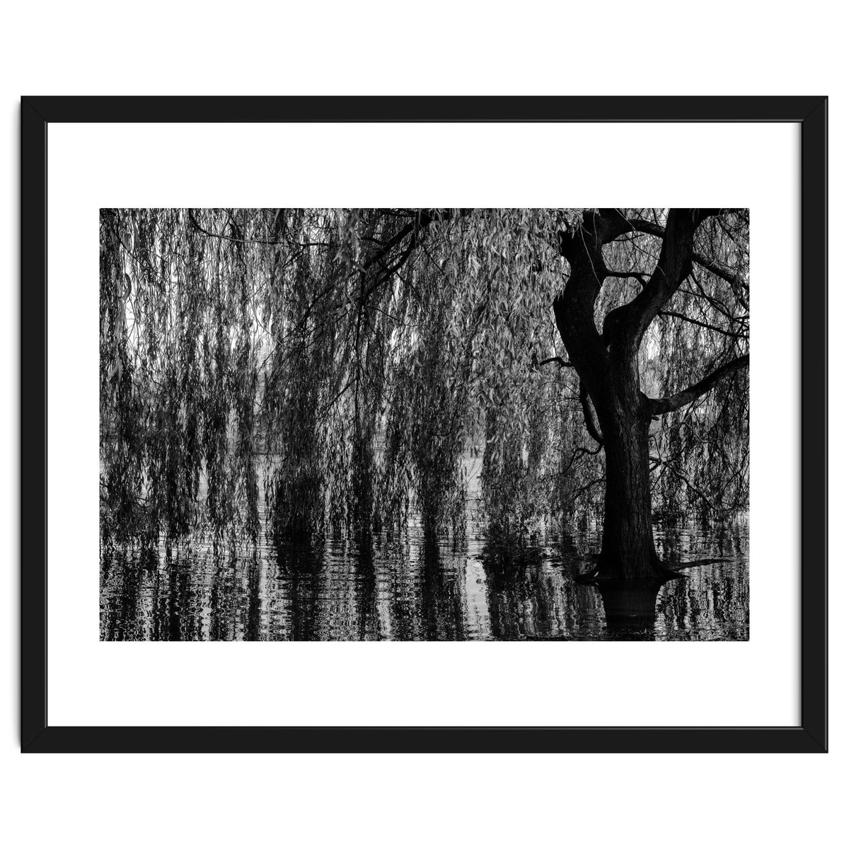 Weeping Willow