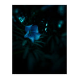 Shining Blue Floral (Print Only) thumbnail