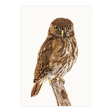 Cc Birds 10 (Print Only) thumbnail