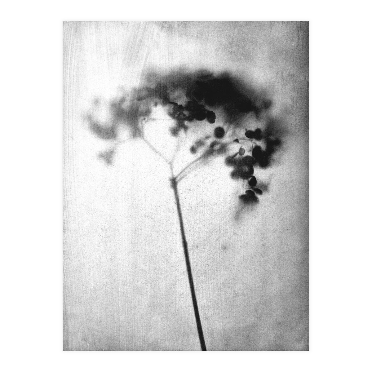 Hydrangea (Print Only)