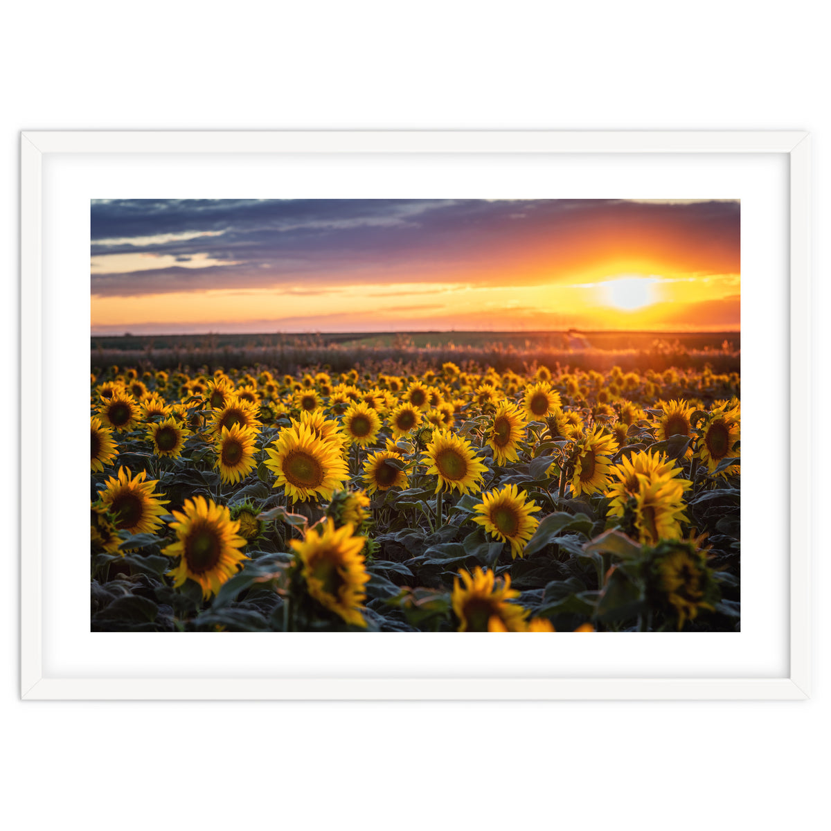 Sunflowers at Sunset