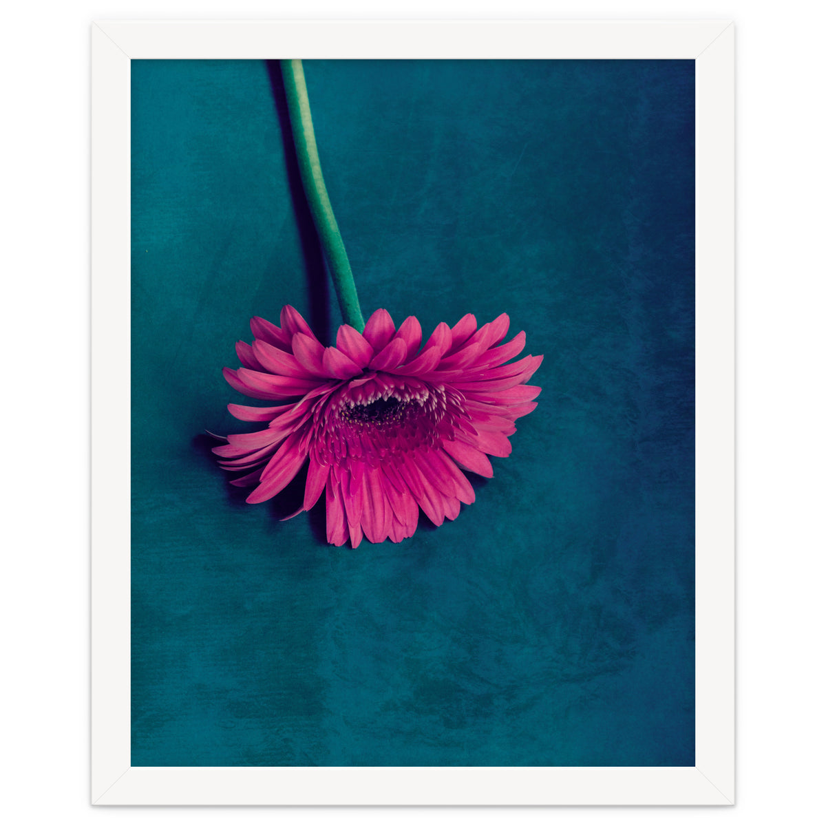 Gerbera for love