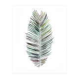 Botanical Illustration Cocos Palm (Print Only) thumbnail