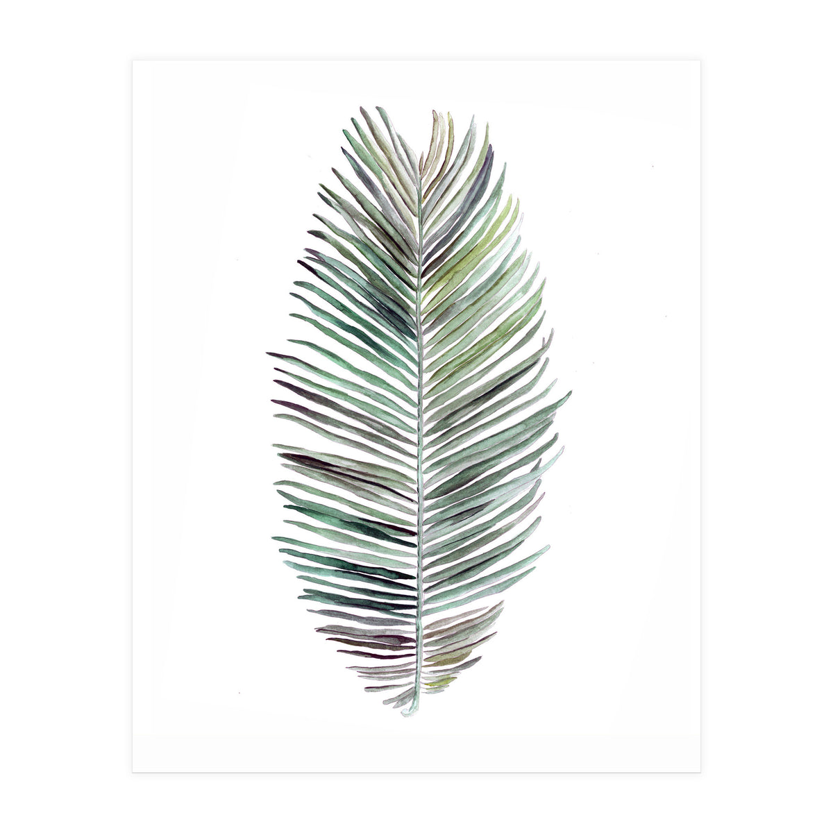 Botanical Illustration Cocos Palm (Print Only)