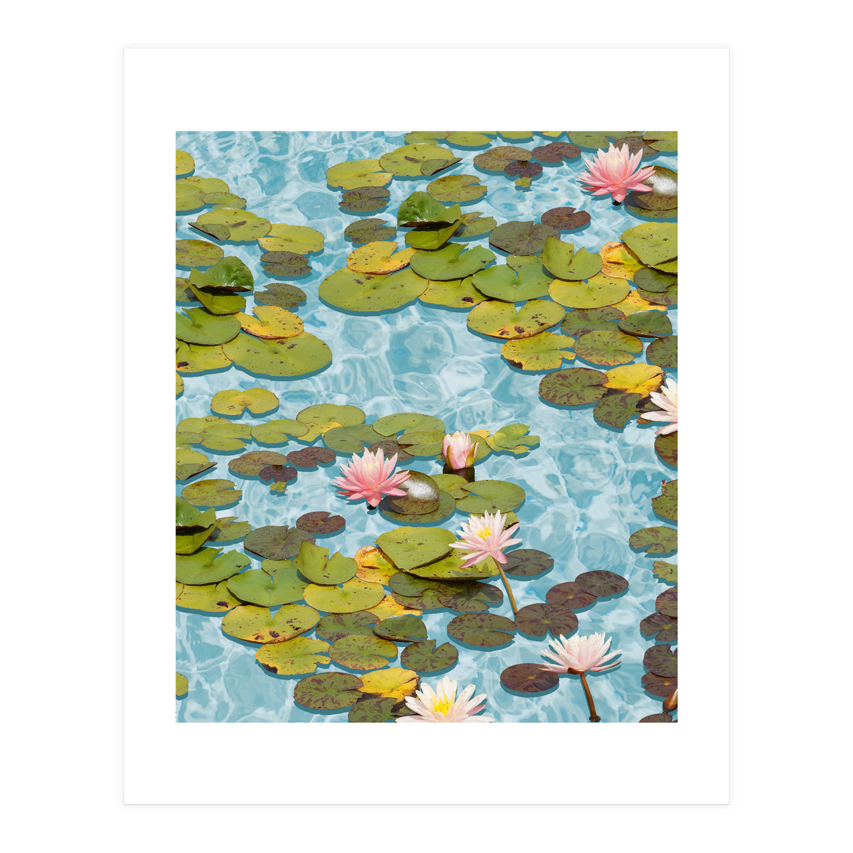 Lotus Formation (Print Only)