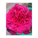 Beautiful Fragrant Rose (Print Only) thumbnail