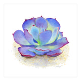 Blue Echeveria Succulent (Print Only) thumbnail