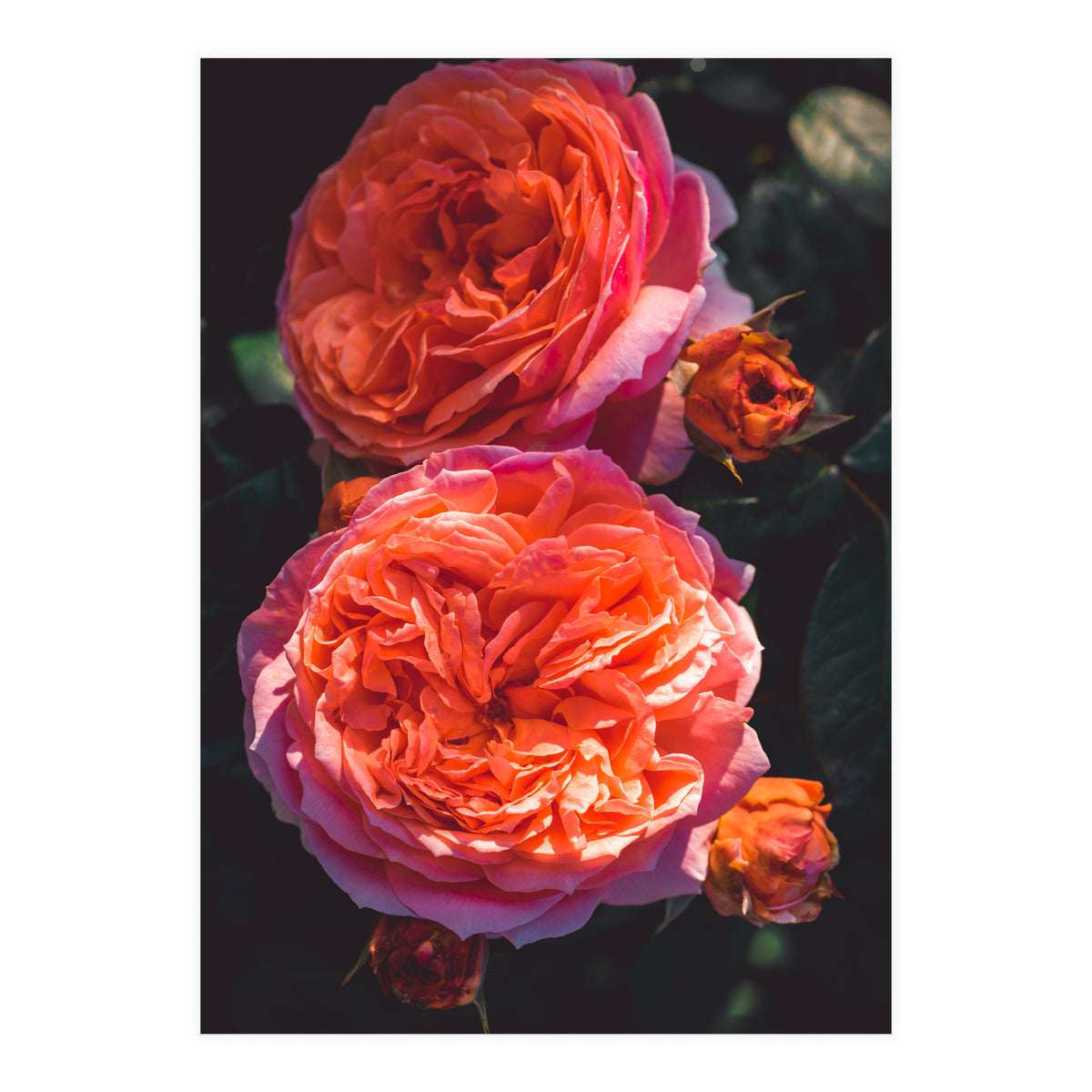 Rose Flowers  (Print Only)