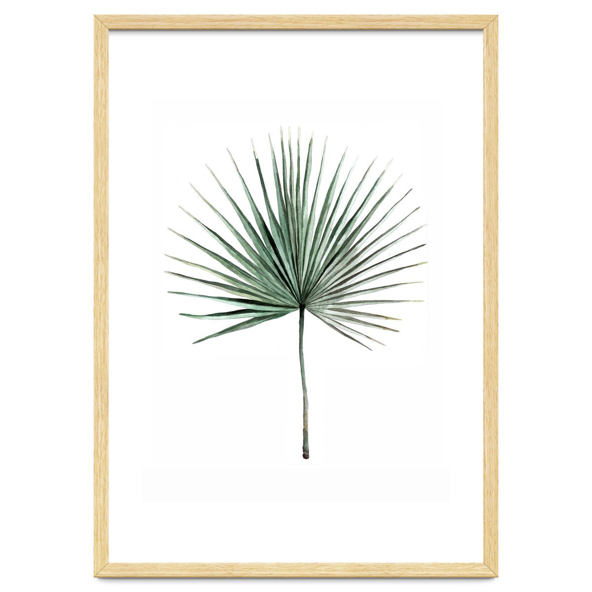 Botanical Illustration Fanpalm