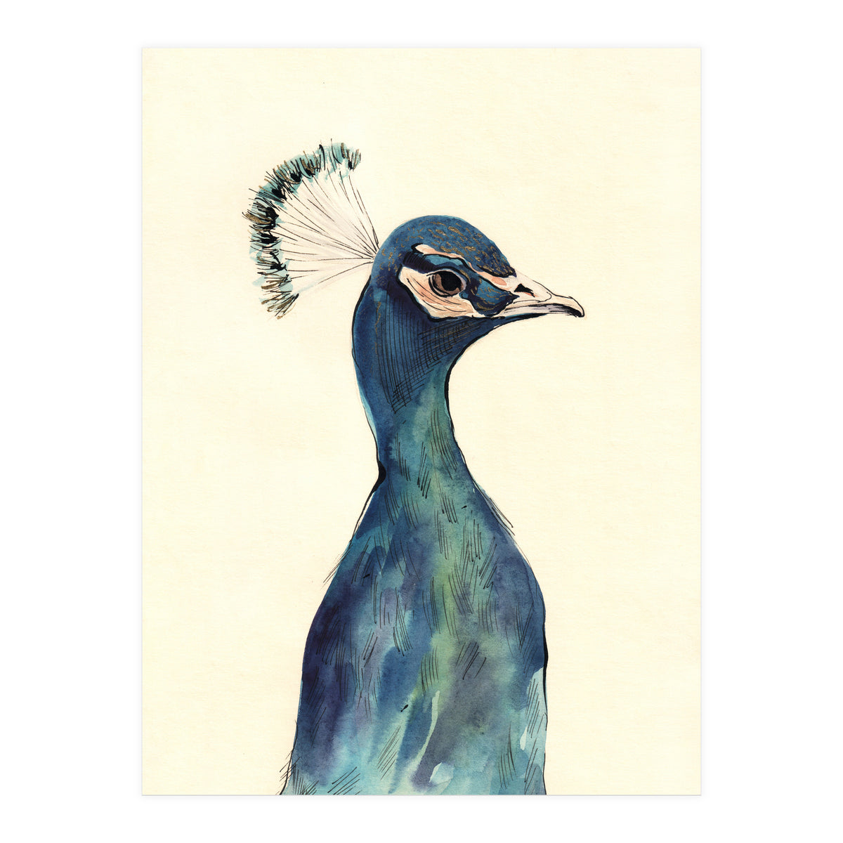 Peacock (Print Only)