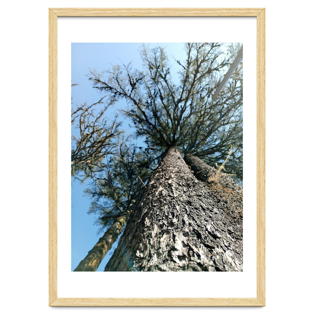 Ataraxia - Tree Series 1