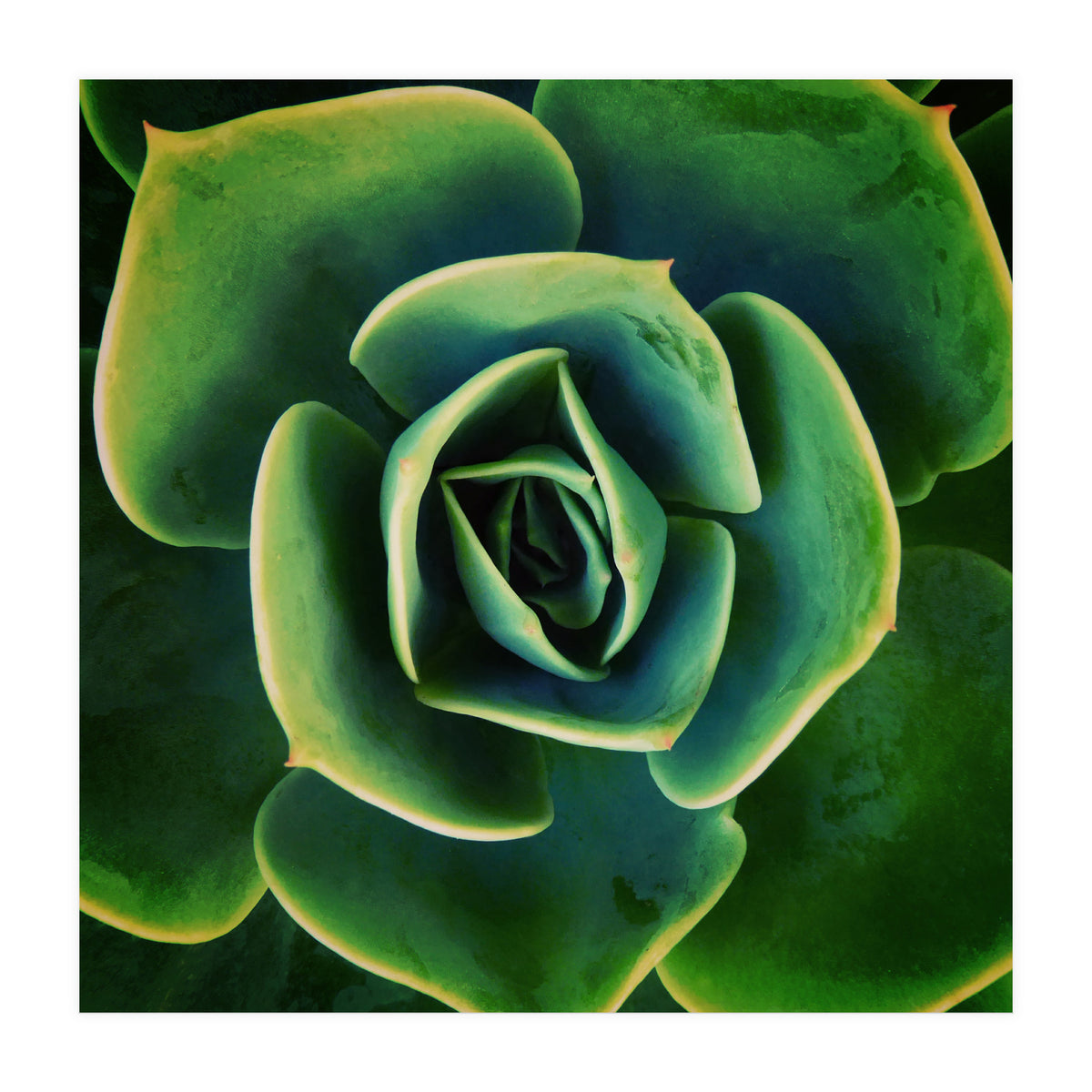 DARKSIDE OF SUCCULENTS XIII (Print Only)