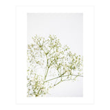 Flowers (Print Only) thumbnail