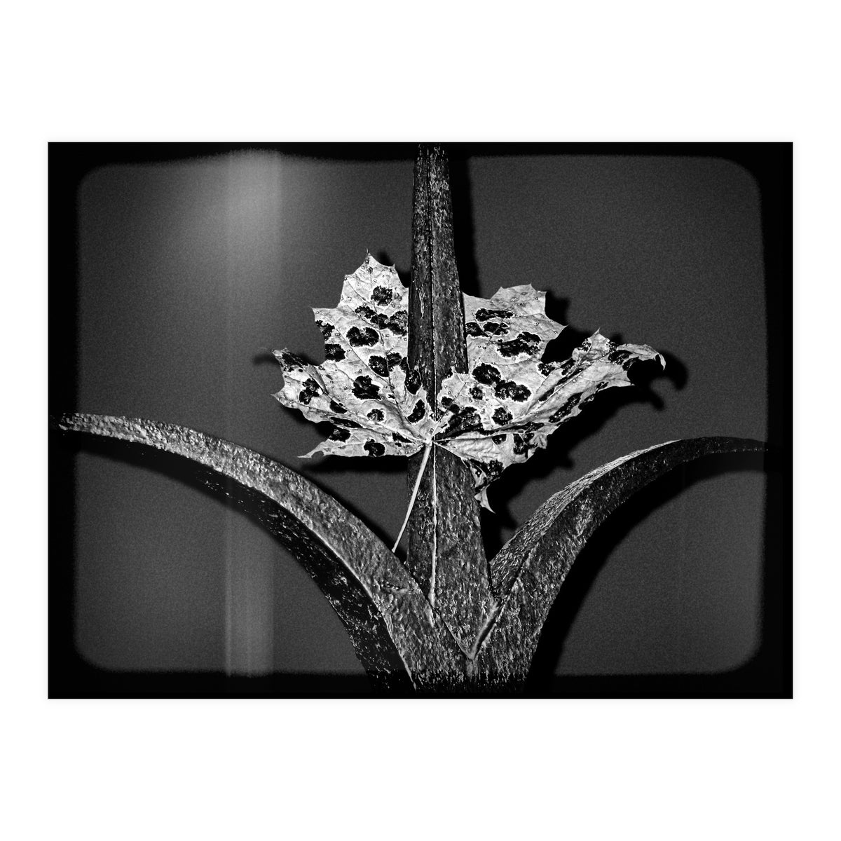 Womens Lib (Print Only)