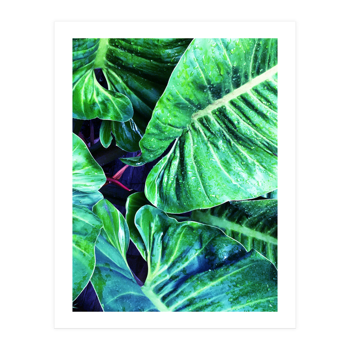 Another Botanical (Print Only)