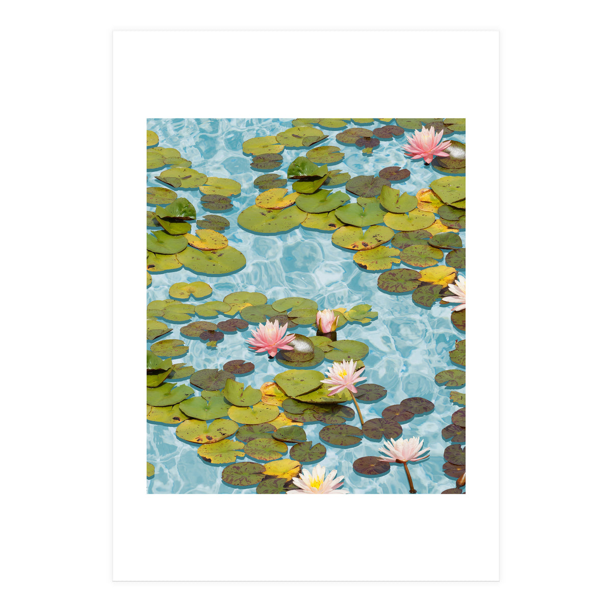 Lotus Formation (Print Only)