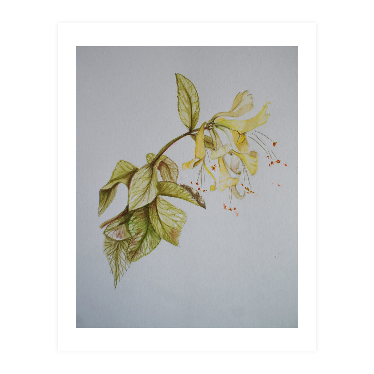 Honeysuckles (Print Only)