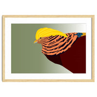 Golden Pheasant Bird Art