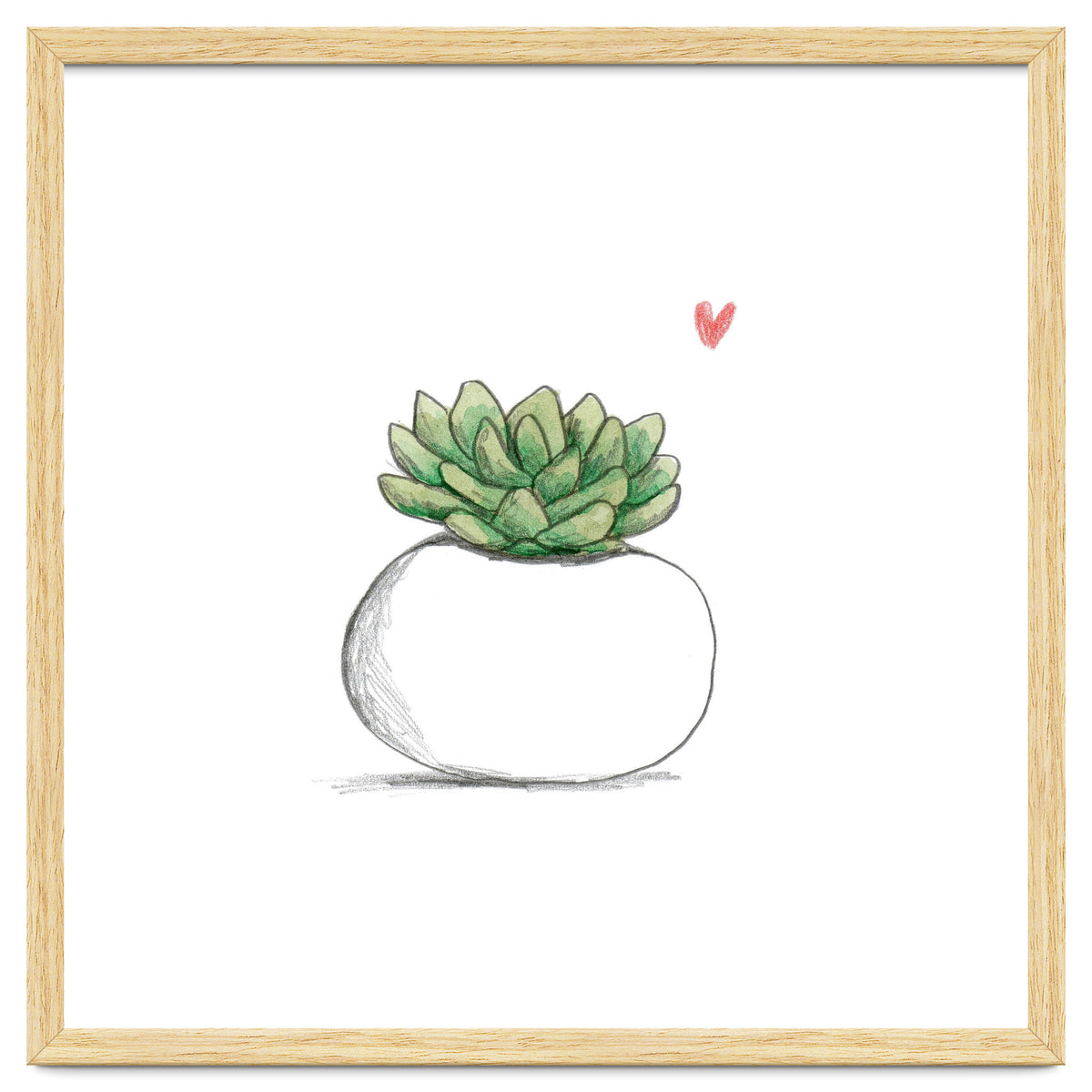 Succulent in Small White Planter