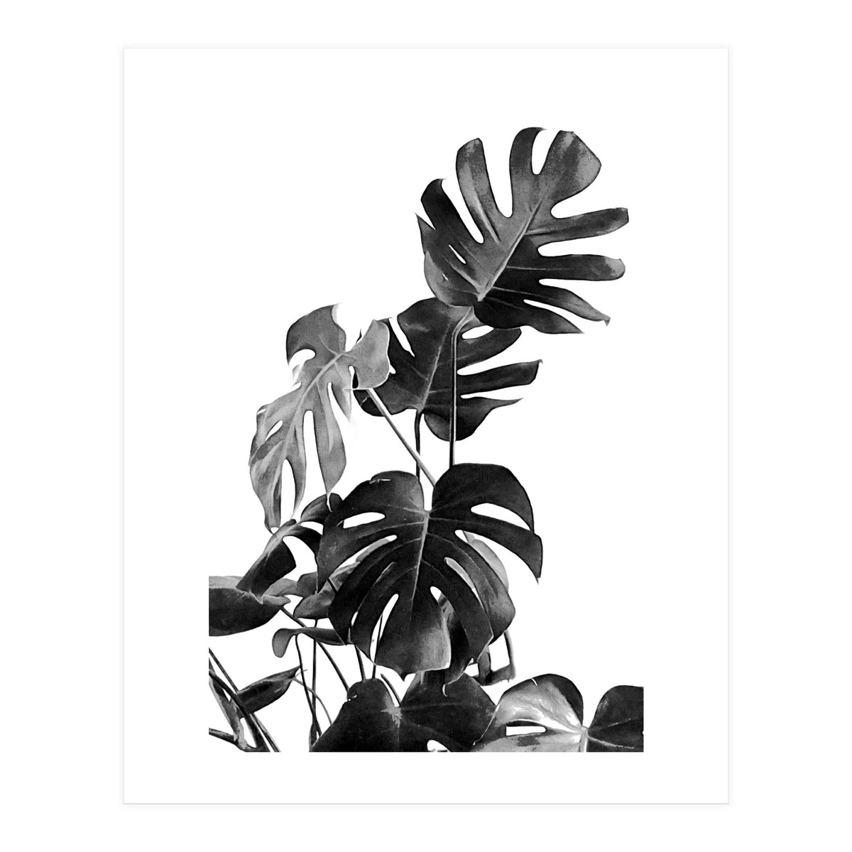 Monstera Black And White 09 (Print Only)
