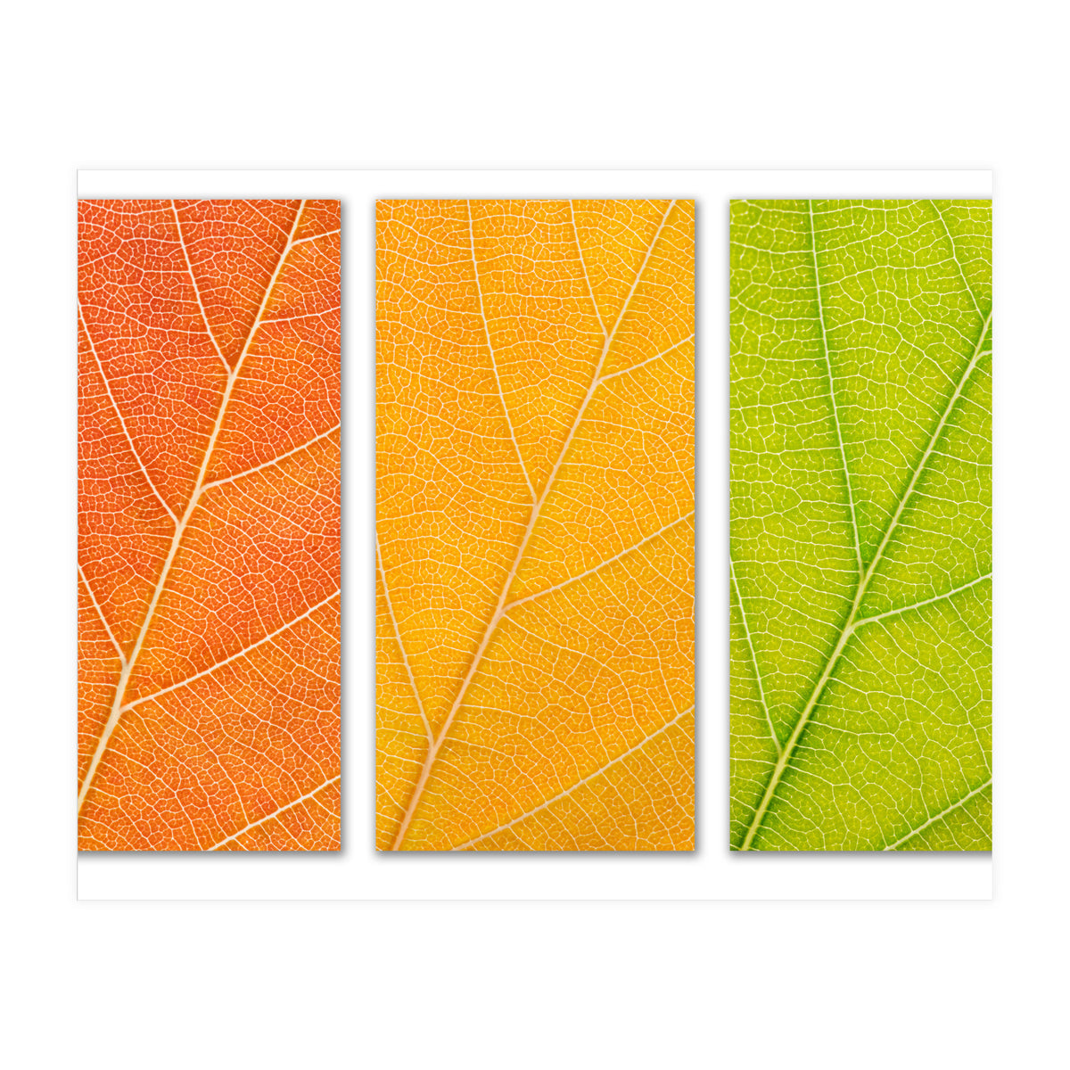 Autumn Leaves (Print Only)