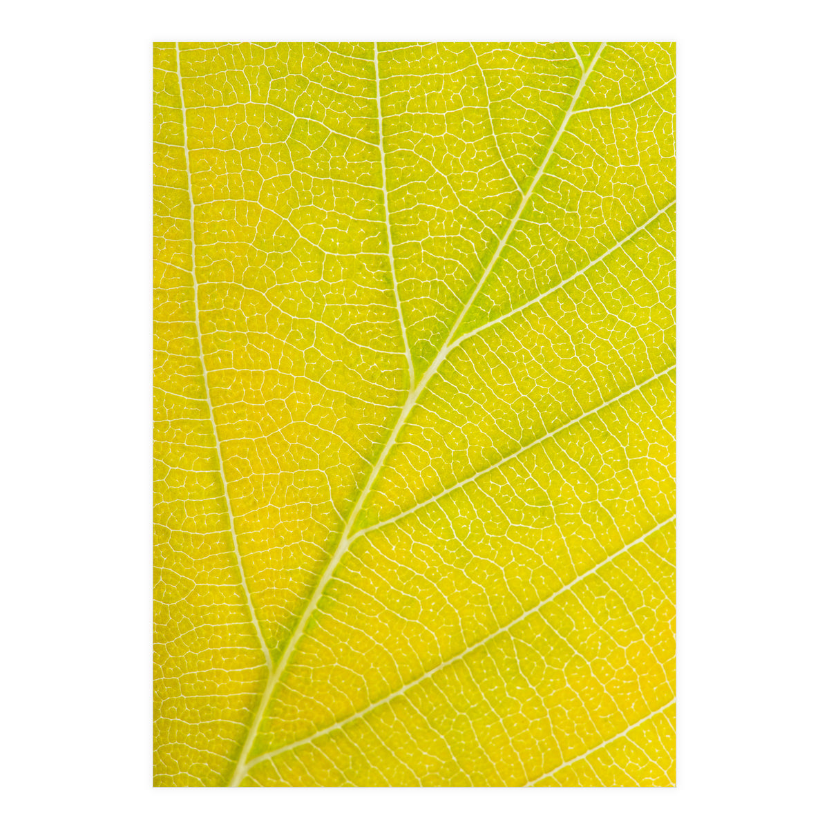 Autumn Leaf (Print Only)