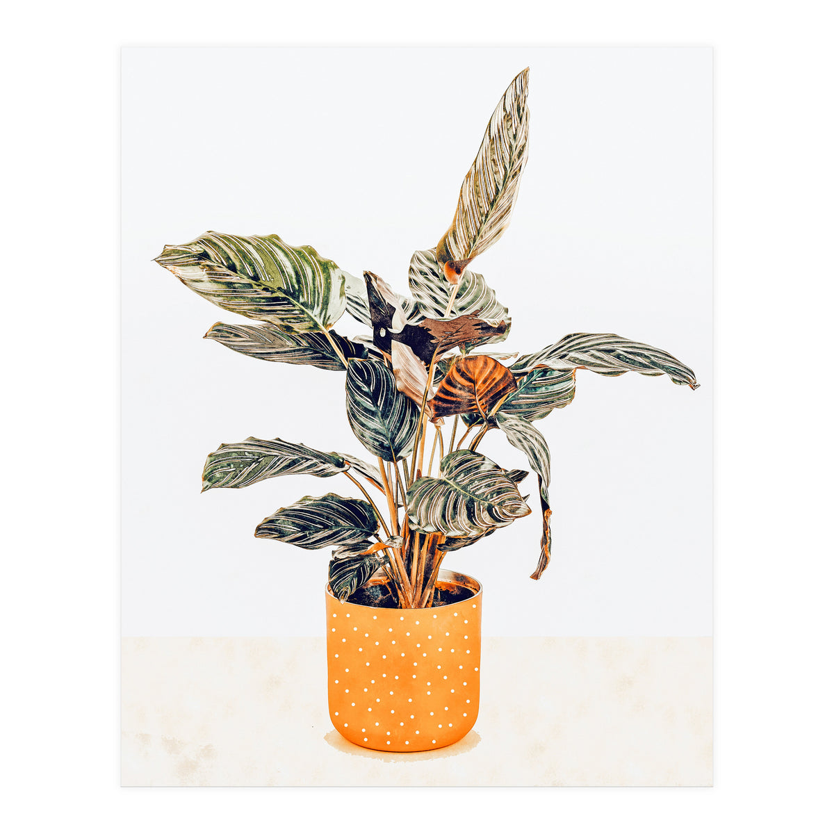 Botany II (Print Only)