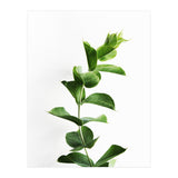 Eucalyptus (Print Only) thumbnail