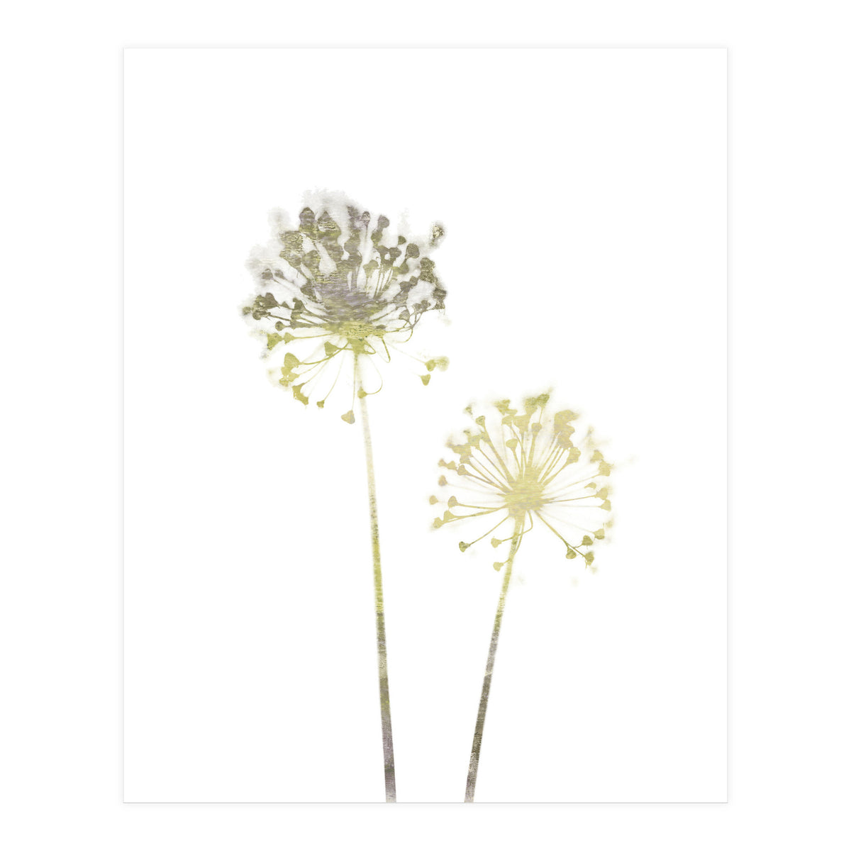 Neutral Dandelions (Print Only)
