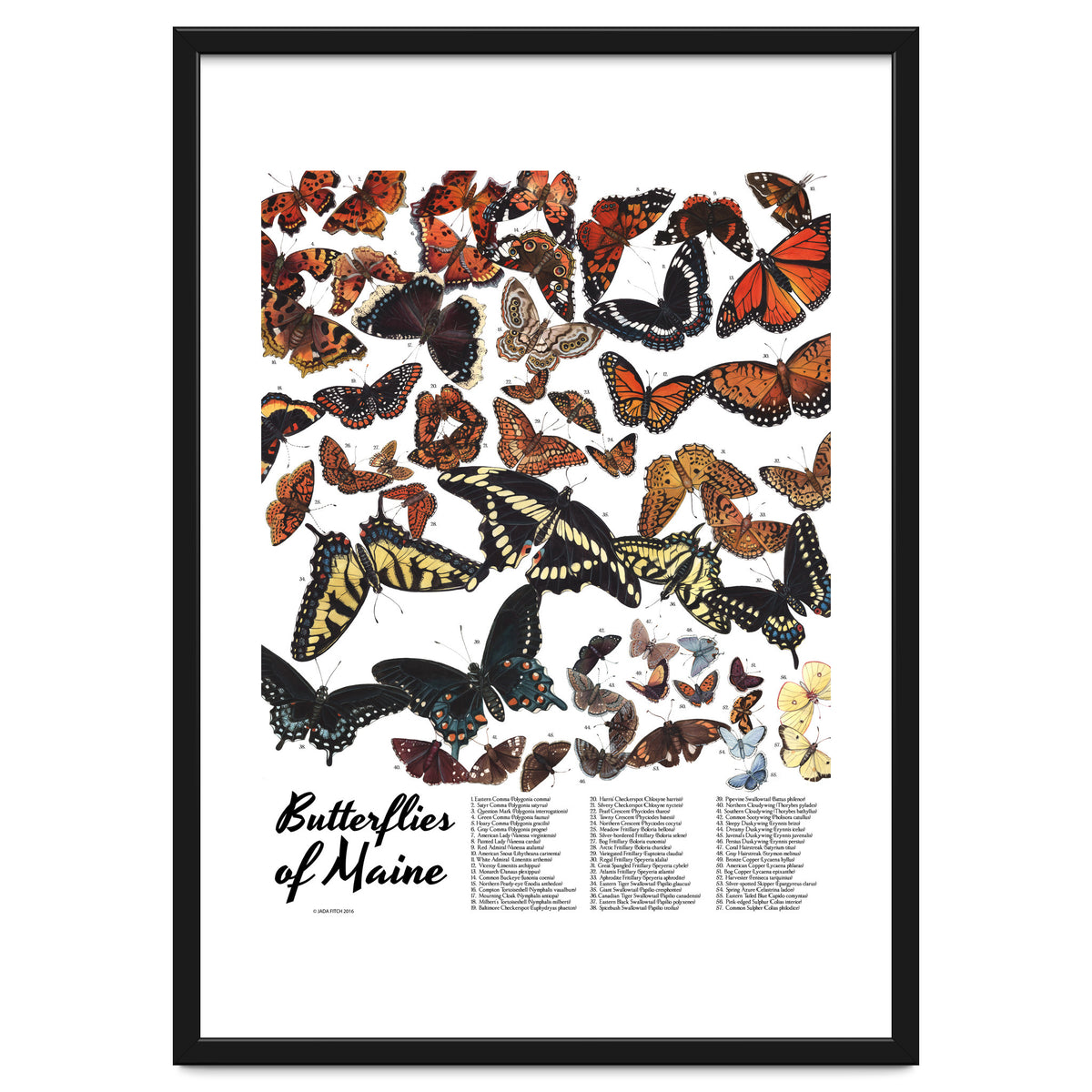 Maine Butterflies Chart