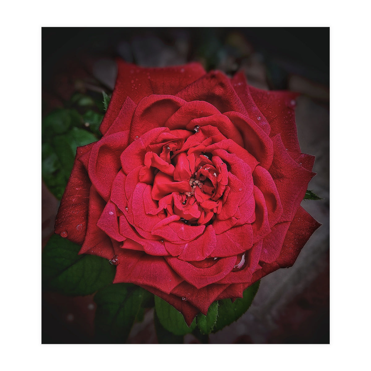 Red Rose (Print Only)