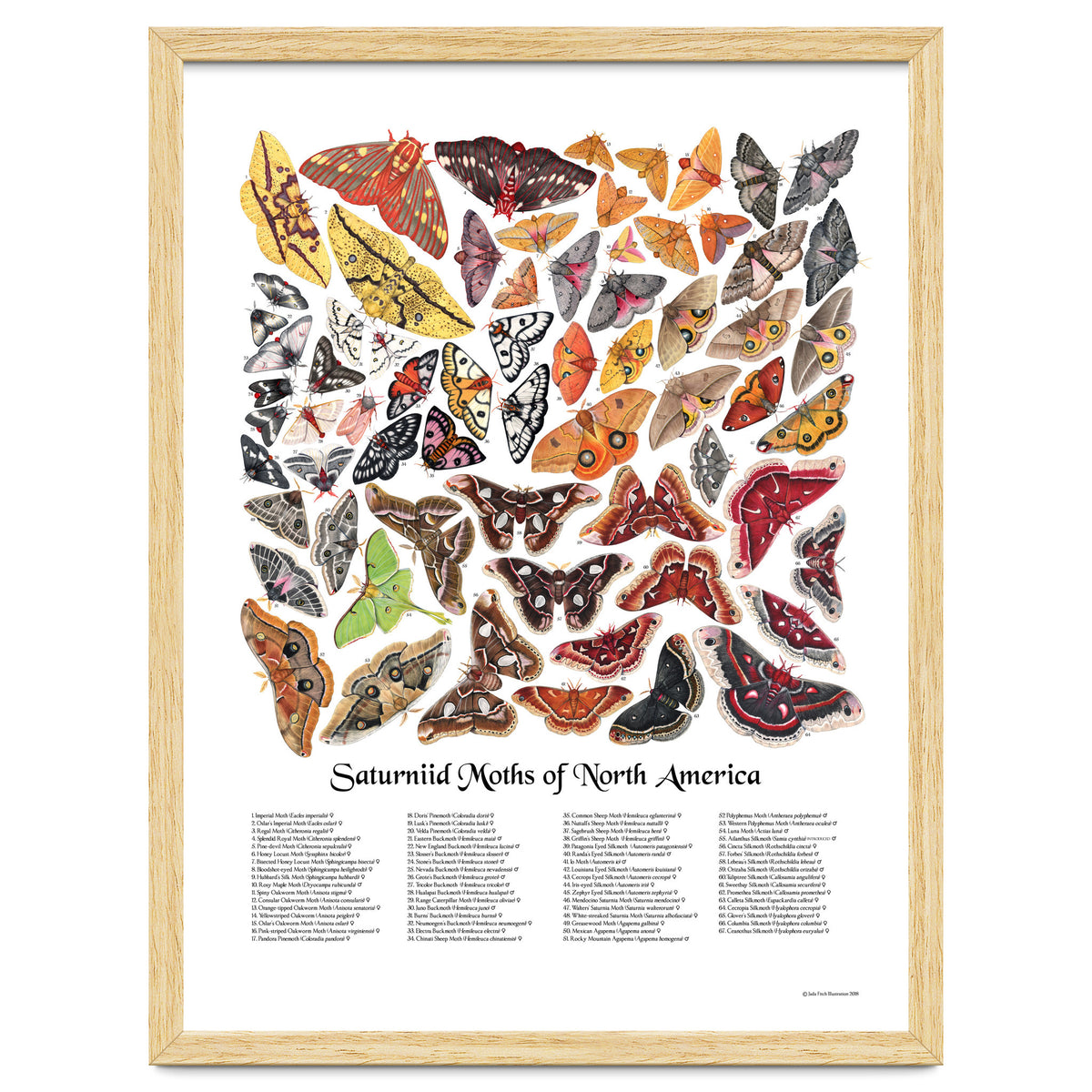 Saturniid Moths of North America