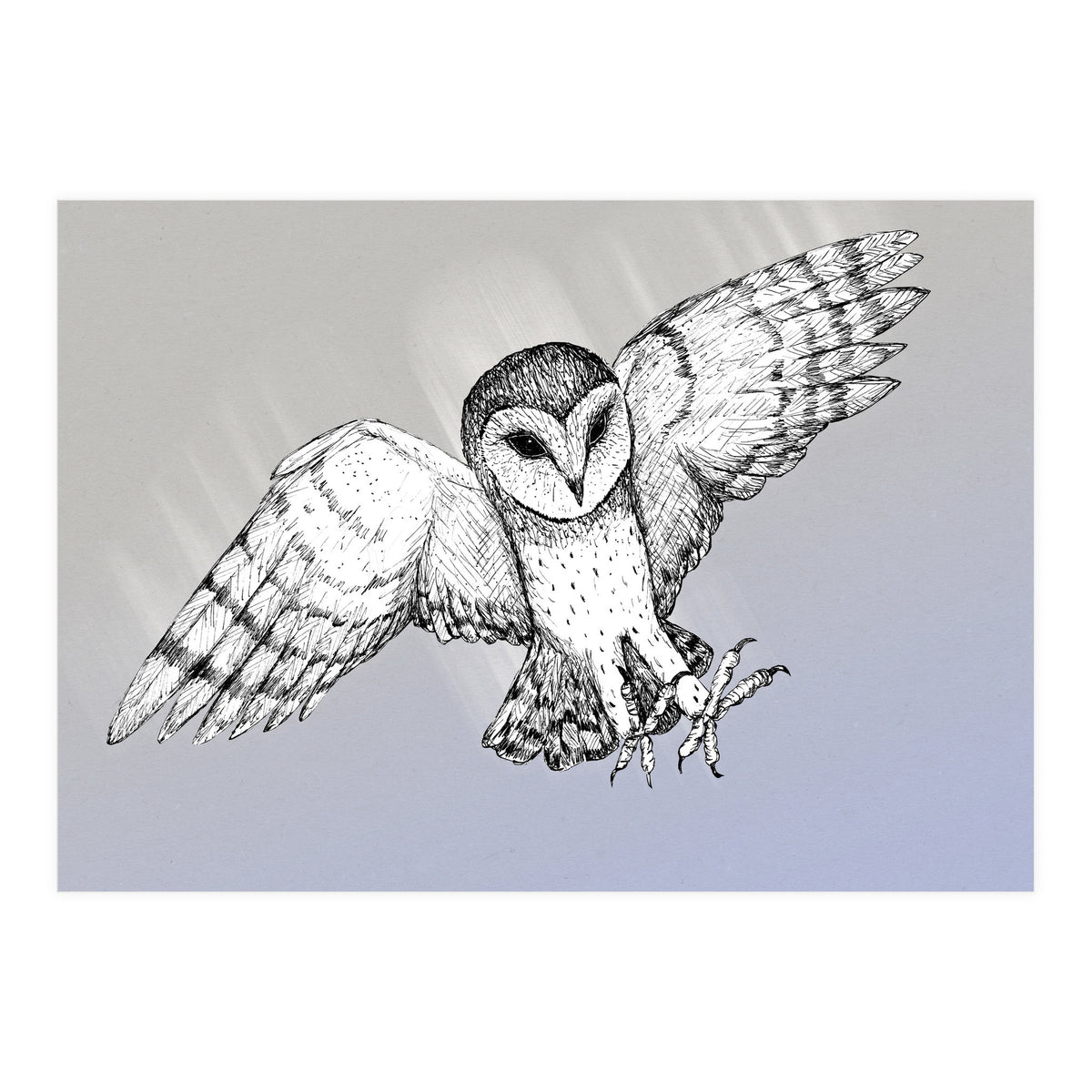 Attacking barn owl (Print Only)