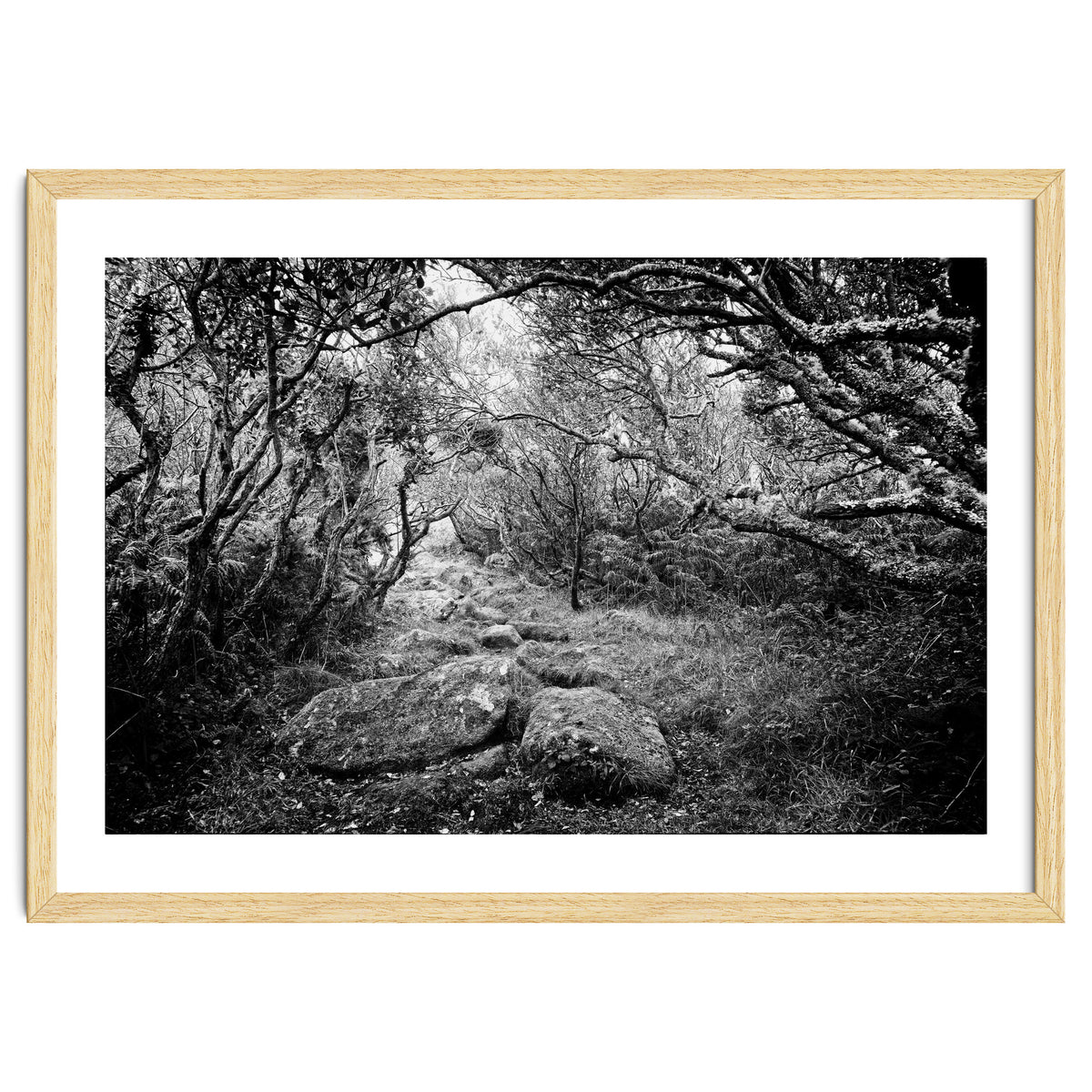 Undergrowth in black and white