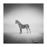 Zebra Mist (Print Only) thumbnail