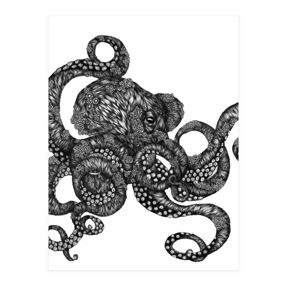 Barnacle Octopus (Print Only)
