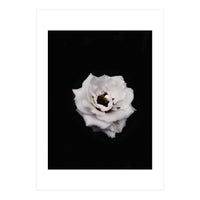 White Rose (Print Only)