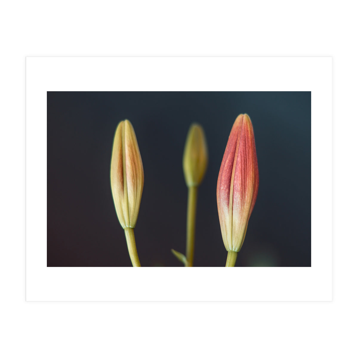 Triplets (Print Only)