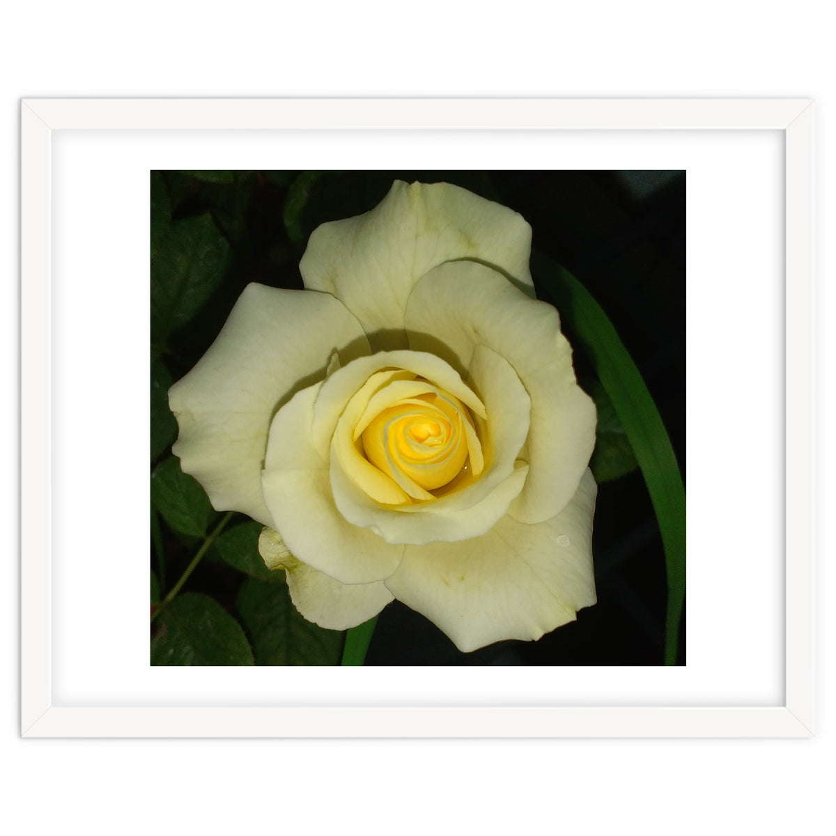 Blooming White Rose