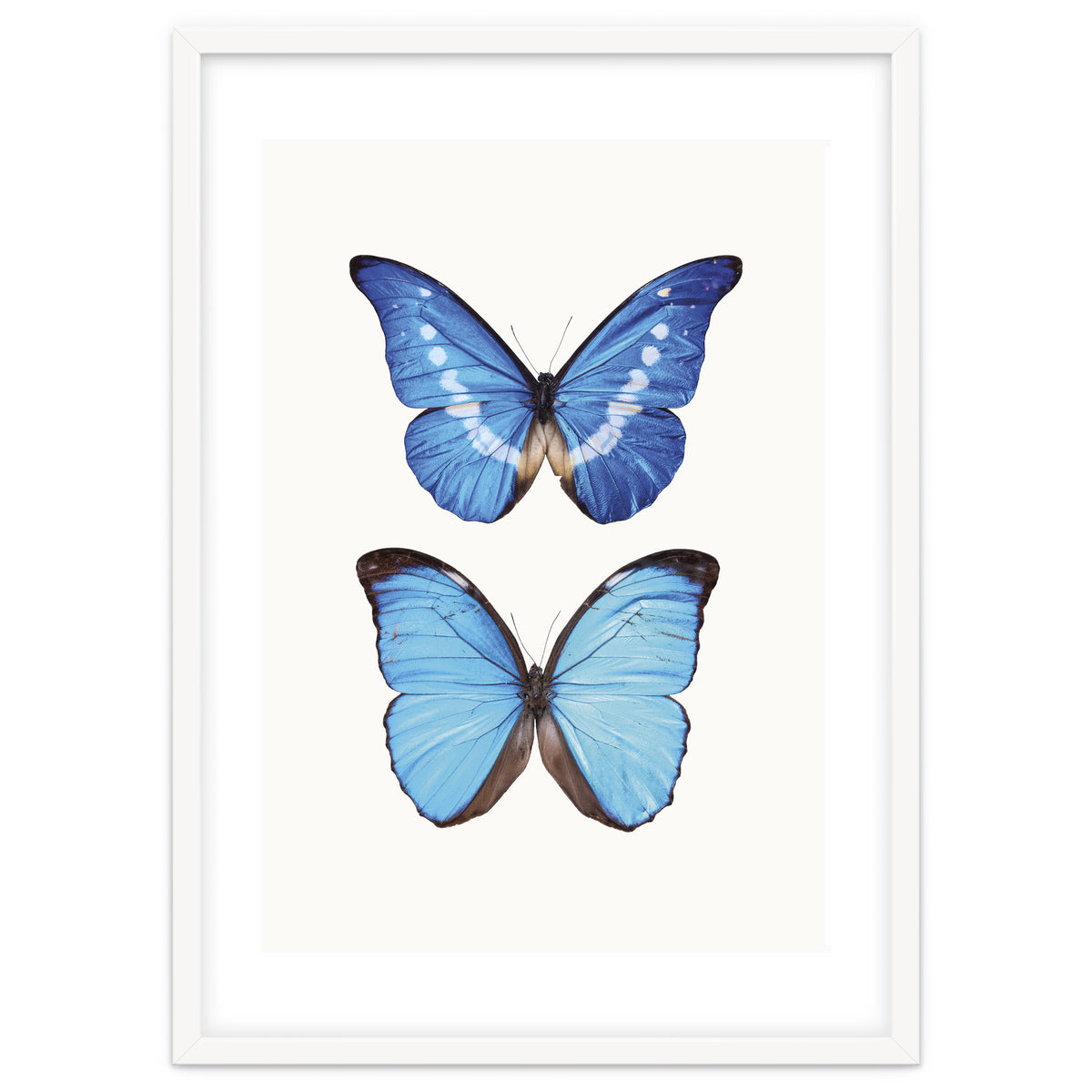 Cc Butterflies 05