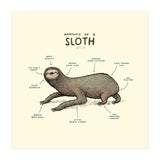 Anatomy Of A Sloth (Print Only) thumbnail